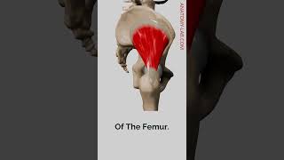 quotThe Gluteus Minimus Key to Hip Internal Rotationquot [upl. by Coopersmith611]