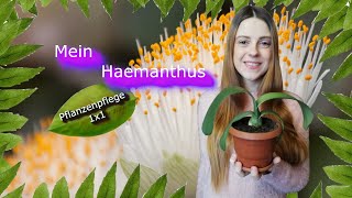 Haemanthus albiflos das Elefantenohr Pflanzenpflege 1x1 [upl. by Ellennod]