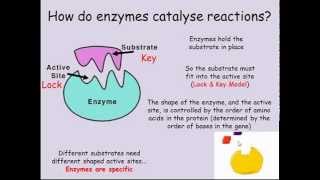 Enzymes GCSE Combined Science Biology [upl. by Mcclenaghan]