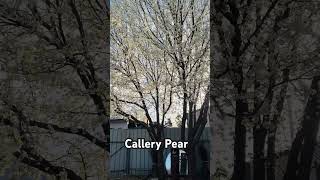 Beautiful Callery Pear tree is ready for spring spring seasons flowers loveit [upl. by Ilrac]