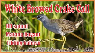 White browed crake Call  Matang Bayani Tikling Kabayo [upl. by Barde]