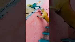 Monkey fight with dog youtubeshorts viralvideo dog monkey [upl. by Ameluz957]