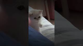 Funny Animal Videos 🤣🔥 Best Compilation 2024 funnycats [upl. by Molly]