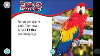 Parrots nonfiction booksreading for kids animal Safari learn Englishlearn reading [upl. by Bern]