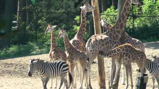 Burgers Zoo  Dierentuin Burgers Zoo [upl. by Ydniahs424]