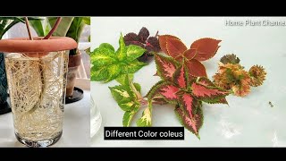 How to Grow Coleus in Water  coleus plant care  coleus plant [upl. by Einahpats]