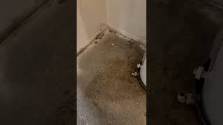 Terrazzo floors in very bad condition [upl. by Ayik]