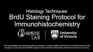 BrdU Immunohistochemical Staining Protocol [upl. by Annawt]