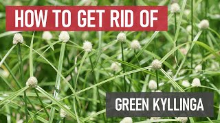 How to Get Rid of Green Kyllinga Weed Management [upl. by Mireille189]