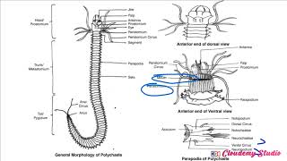 BIOLOGY OF NEREIS CONTD [upl. by Laughton]