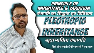 Pleiotropy Genetics  बहुप्रभाविता bahuprabhavita pleiotropy class 12 biology chapter 5 By Ashish [upl. by Hna]