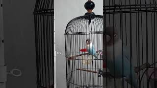 Kicau LoveBird dan Kutilang Apel Sky Kukut [upl. by Marcell373]