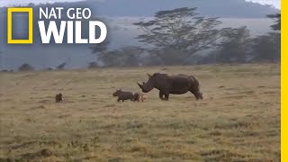 Rhino Mom Teaches Hungry Hyenas Not to Mess With Her Calf  Nat Geo Wild [upl. by Enerak]