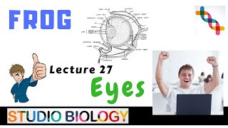 Class 11Zoology Lectures Interesting facts about frog eyes  Howeyes Wor 127 [upl. by Alak]