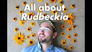 An Indepth Guide to Rudbeckia BlackEyed Susan [upl. by Cypro]