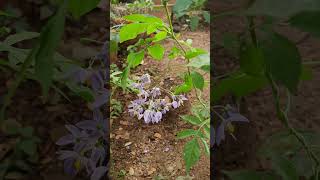 Solanum nigrum wild flora of Dharwad Karnataka [upl. by Dam798]