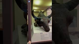 50000 years old Bison 🦬 shorts bison viralshorts amazingfacts since dinosaur [upl. by Ipoillak775]