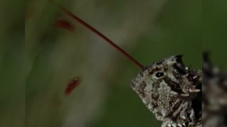 The Horned Lizards Bloody Defense [upl. by Idnas750]