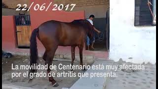 Caballo Centenario y su tratamiento de Protandim Activación Nrf2 [upl. by Chloras634]