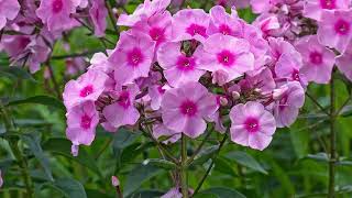 How to Grow Phlox [upl. by Ahsitram]