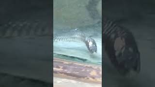 MYSORE ZOO SNAKE IN KARNATAKA [upl. by Hinman]