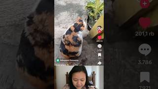 Kucingnya Sampe Heran reaction meme lucu viral funny shorts short [upl. by Annelise]