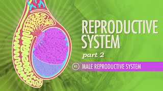 Reproductive System Part 2  Male Reproductive System Crash Course Anatomy amp Physiology 41 [upl. by Ainesej496]