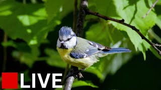 🔴 LIVE Scottish Feeding Station  Goldfinches Siskins Chaffinches Bluetits amp Juveniles [upl. by Wentworth]