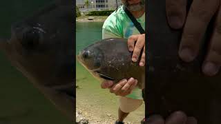 Wild Piranhas in a Miami Pond shorts [upl. by Yart]