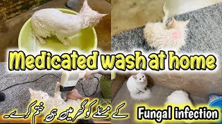 How to Give Medicated Bath to a kitten  Cat Ringworm Medicated Bath  Fungal infection treatment [upl. by Virgy372]