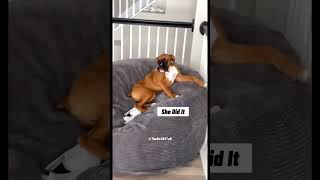 Which Dog is Guilty  RxCKSTxR Comedy Voiceover [upl. by Akere]