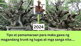 HOW TO MAKE TUGAS BATO BONSAI  VITEX PARVIFLORA [upl. by Seto]