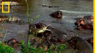 10 BATALLAS DE ANIMALES SALVAJES CAPTADOS EN CÁMARA  COCODRILO VS TIGRE  LA LEY DEL MÁS FUERTE [upl. by Aday222]