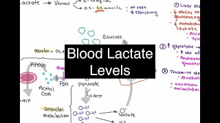 Blood Lactate Levels [upl. by Narat]