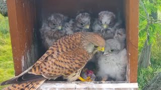 Common Kestrels  Mom bring breakfast and start feeding five chicks  June 26 2024 [upl. by Attiuqihc]