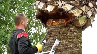 Het snoeien van een palm in Altea Spanje Pruning Palms [upl. by Aleunam]