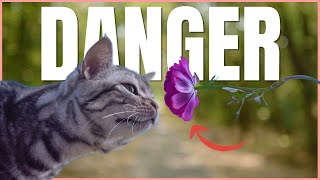 Common Household Dangers For Cats You Should Be Aware Of 💔 [upl. by Yemrej]