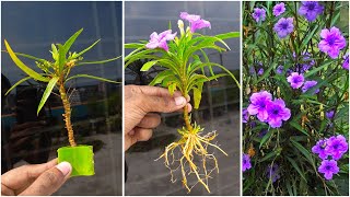 How to propagate Mexican Bluebell from cutting  Ruellia Simplex  Mexican Petunias [upl. by Alleinad]