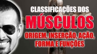 Classificação dos músculos quanto à origem inserção ação forma e função  VideoAula 022 [upl. by Legna]