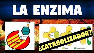 TODO SOBRE LAS ENZIMAS  CLASIFICACIÓN Y FUNCIONES  CARACTERISTICAS [upl. by Guerin]