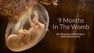 40 Weeks In The Womb by Ultrasound Dimensions [upl. by Ahseek161]