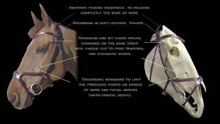 “XFIT” Anatomic Bridle [upl. by Phelps]