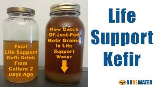 Probiotics Are Easy Using Water Kefir Grains  Life Support Kefir [upl. by Llednik]