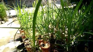 Citronella Plants [upl. by Ydderf]