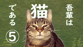 【朗読】吾輩は猫である5／夏目漱石 [upl. by Marston]