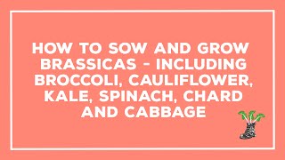 How To Sow and Grow Brassicas including Broccoli Cauliflower Kale Kohlrabi and Cabbage [upl. by Mosora]