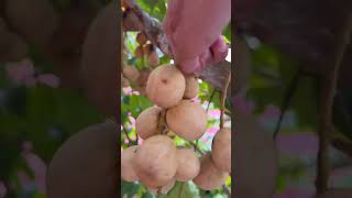 Harvesting lansium domesticum fruit shorts youtubeshorts [upl. by Arim719]