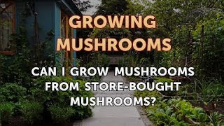 Can I Grow Mushrooms From StoreBought Mushrooms [upl. by Ailimac736]