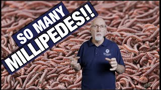 How To Get Rid Of Millipedes [upl. by Notlef]