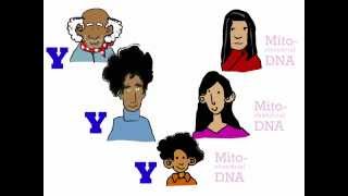 Genetics 101 Part 3 of 5 Where do your genes come from [upl. by Nnyre]